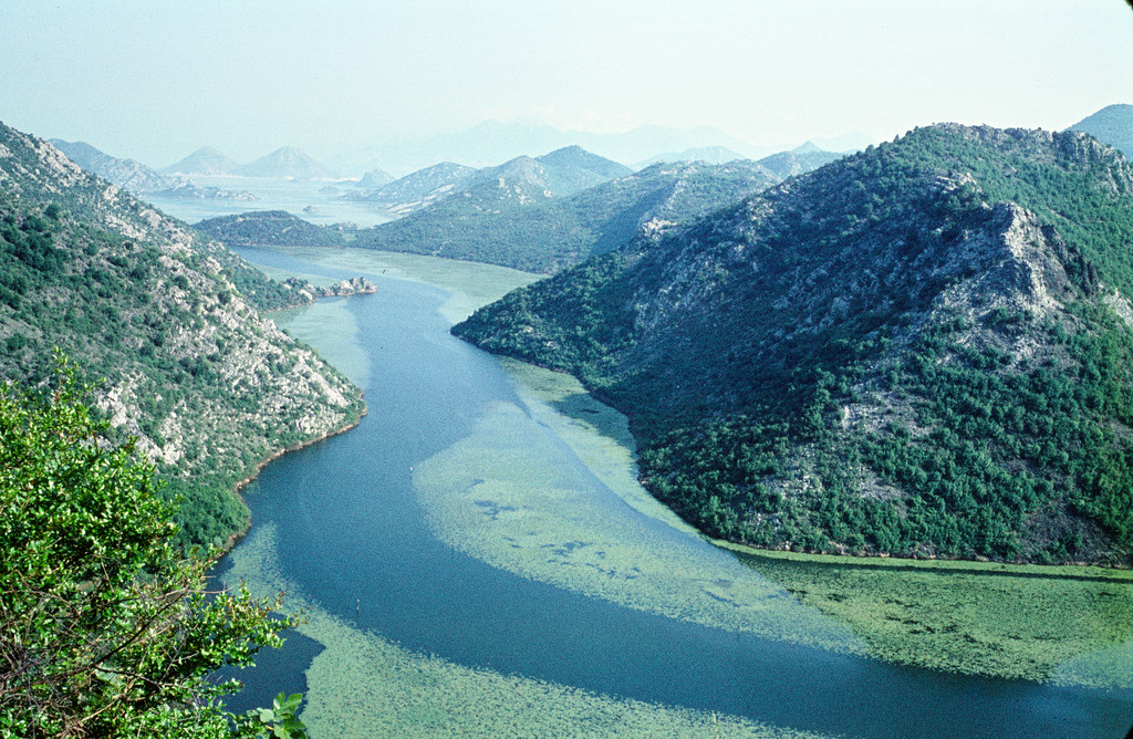 Le lac de Shkodër